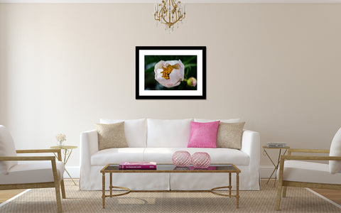 Peony Art Print - april bern art & photography