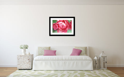 Opening - Pink Peony Fine Art Photography - april bern art & photography