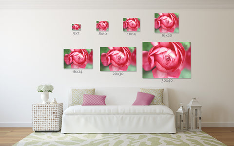 Opening - Pink Peony Fine Art Photography - april bern art & photography