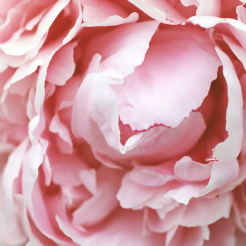 Pink Peony Fine Art Photography