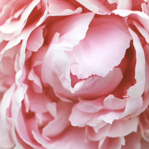 Peony Gallery Wrap Canvas - Ready to Hand Floral Canvas Art - april bern art & photography