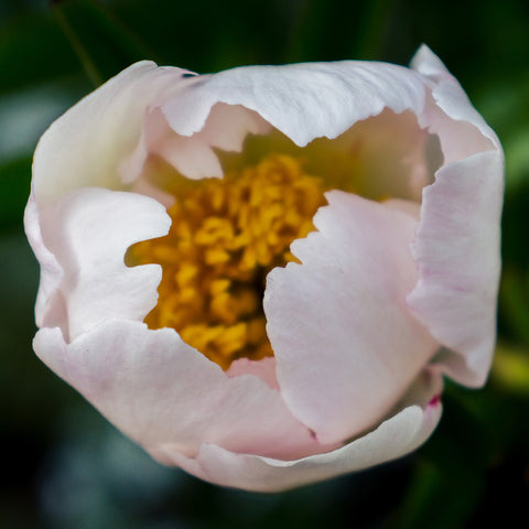 Peony Art Print - april bern art & photography