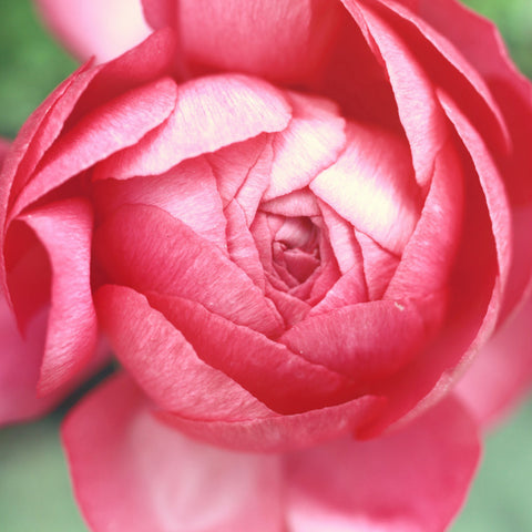 Opening - Pink Peony Fine Art Photography