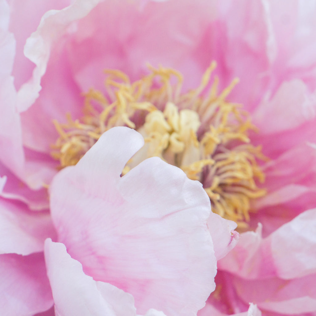 Pink Peony Print - Peony Photography - april bern art & photography