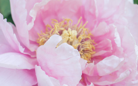 Pink Peony Print - Peony Photography - april bern art & photography
