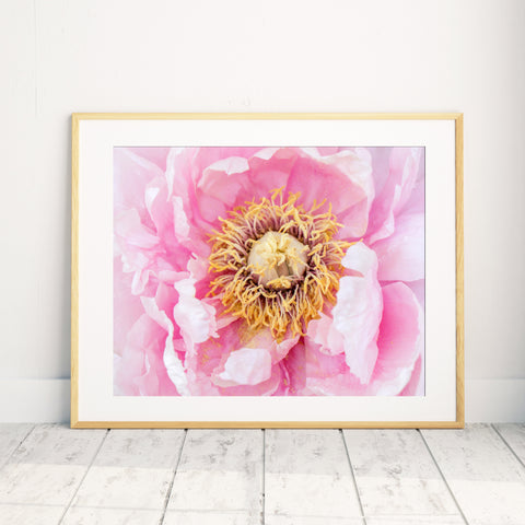 Peony Art Print - Peony Home Decor - april bern art & photography