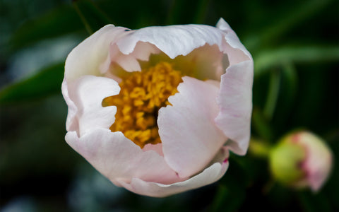 Peony Art Print - april bern art & photography