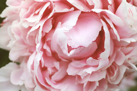 Pink Peony Printable Wall Art - april bern photography