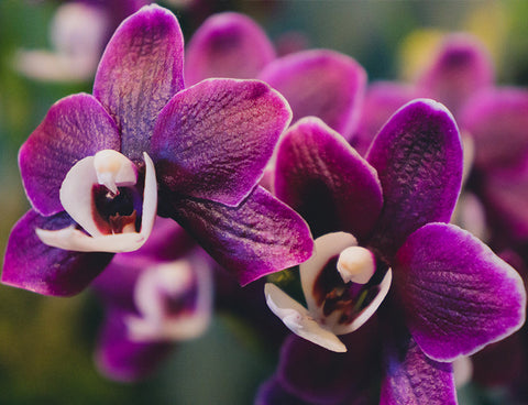 Purple Orchid Photo Notecard, Orchid Stationary - april bern art & photography