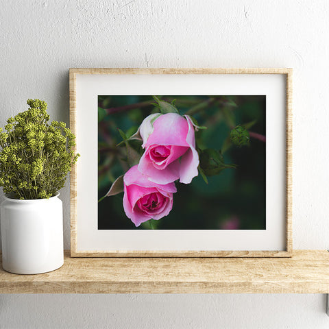 Rose Art Print - Pink Rose Photography - april bern art & photography