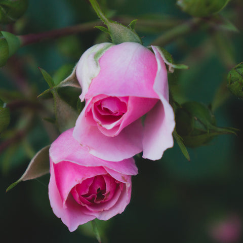 Rose Art Print - Pink Rose Photography