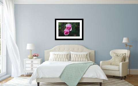 Rose Art Print - Pink Rose Photography - april bern art & photography