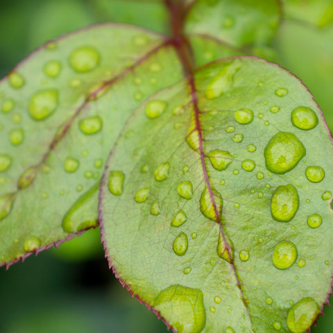 Leaf with Raindrops, Botanical Art Print - april bern art & photography