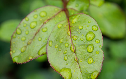 Leaf with Raindrops, Botanical Art Print - april bern art & photography