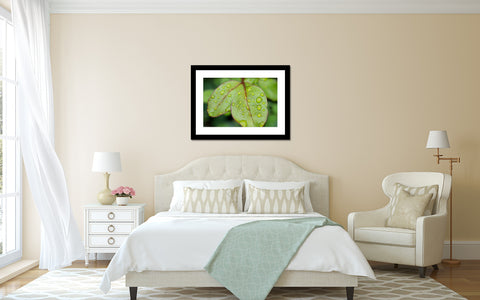 Leaf with Raindrops, Botanical Art Print - april bern art & photography