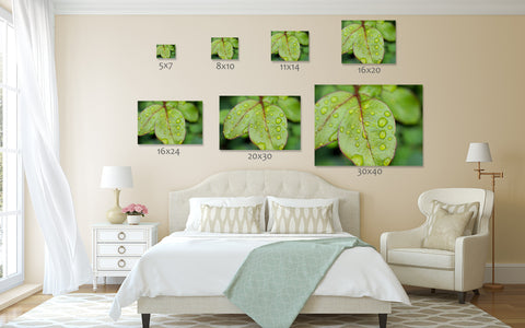 Leaf with Raindrops, Botanical Art Print - april bern art & photography