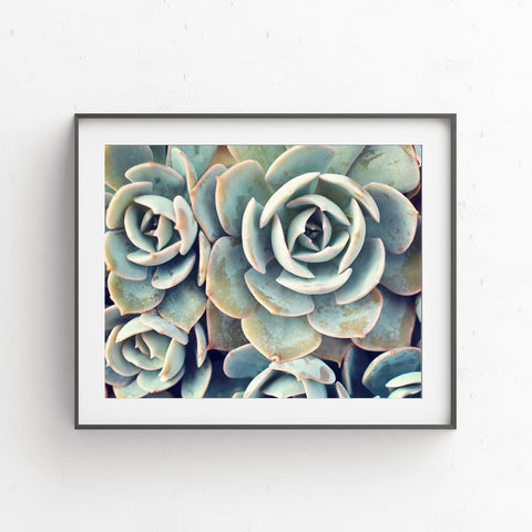Printable Art - Succulent Instant Download - april bern photography