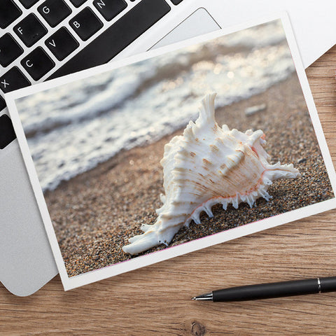 Seashell Photo Notecard - Blank Seashell Card - april bern art & photography