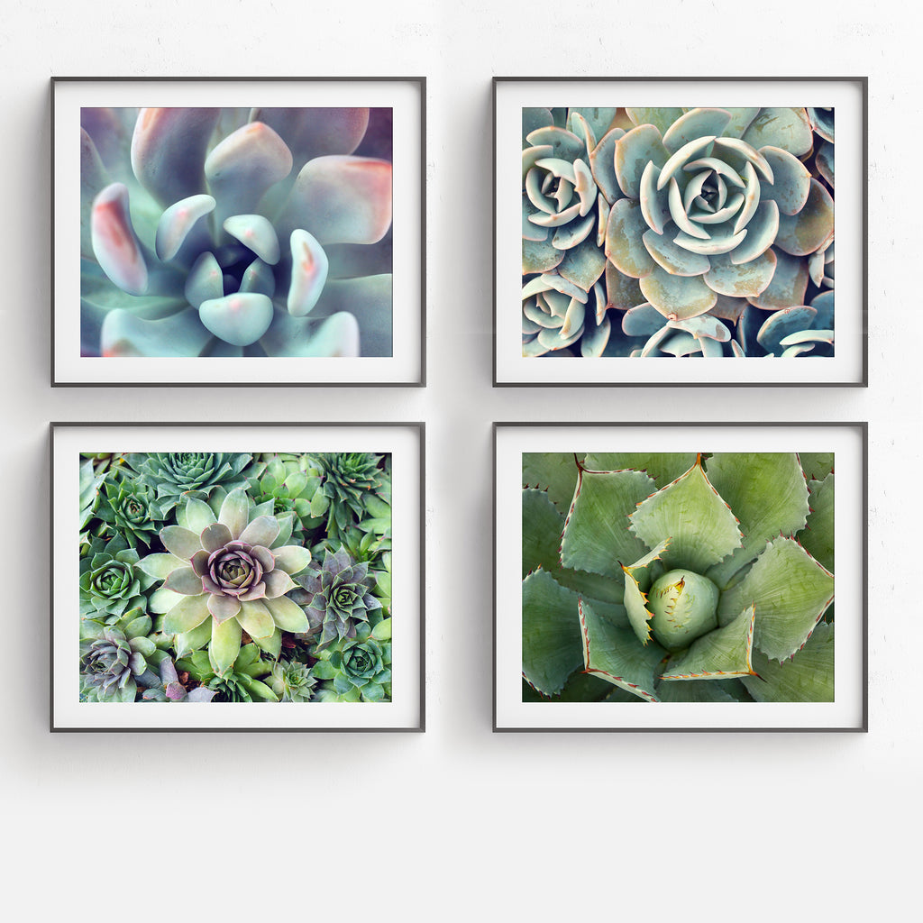 Succulent Garden -  Set of 4 Succulent Art Prints - april bern art & photography