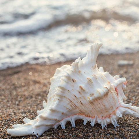 Seashell Number 2 - Fine Art Beach and Ocean Photography. - april bern art & photography