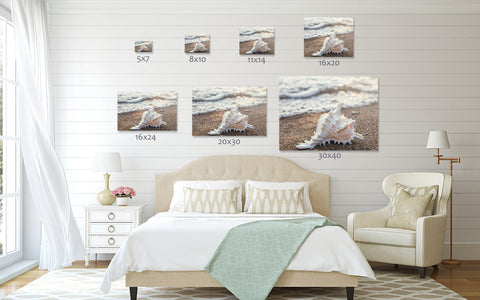 Seashell Number 2 - Fine Art Beach and Ocean Photography. - april bern art & photography