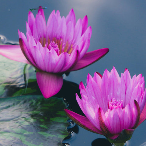 Purple Waterlily Duo Fine Art Photography - april bern art & photography