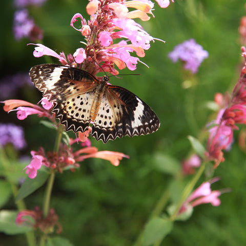 Butterfly Fine Art Photography - april bern art & photography