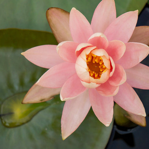 Waterlily Fine Art Photography - april bern art & photography