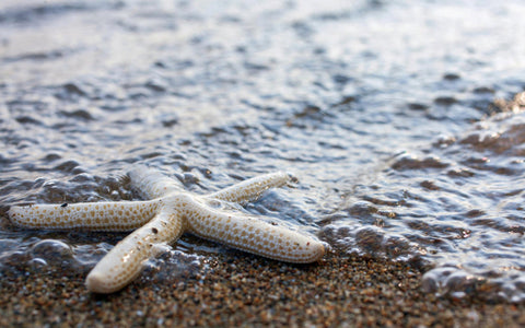Starfish Gallery Wrapped Canvas, Ready to Hang Canvas Art - april bern art & photography