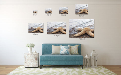 Starfish Art Print, Beach Decor - april bern art & photography