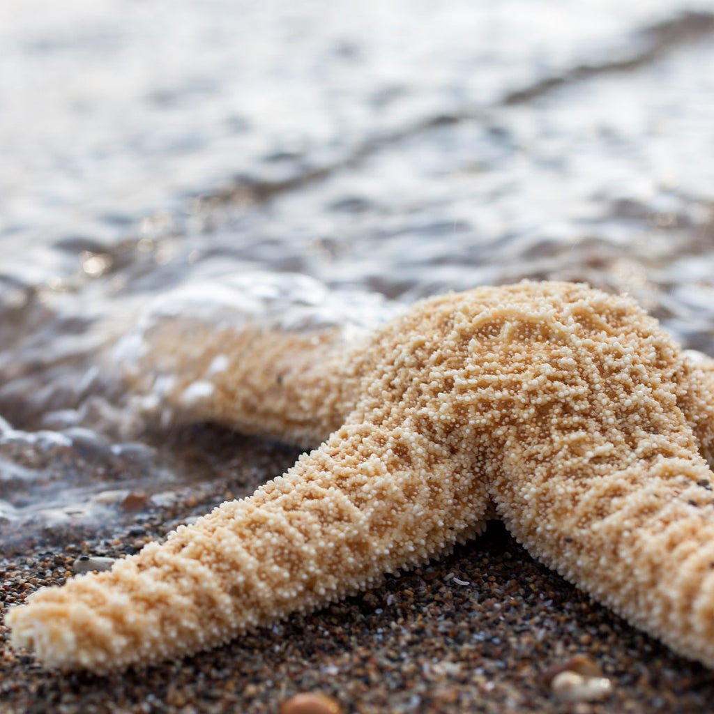 Starfish Art Print, Beach Decor - april bern art & photography