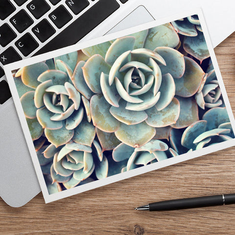 Succulent Card, Blank Notecard Card - april bern art & photography