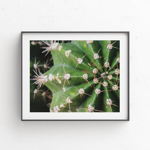 Cactus Fine Art Print - Southwest Home Decor - april bern art & photography