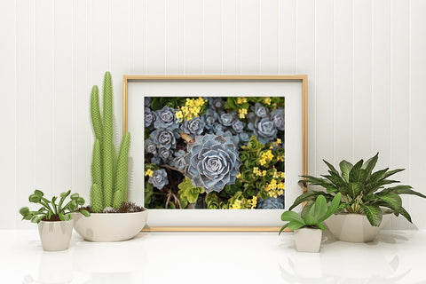 Digital Download - Succulent Garden - april bern art & photography