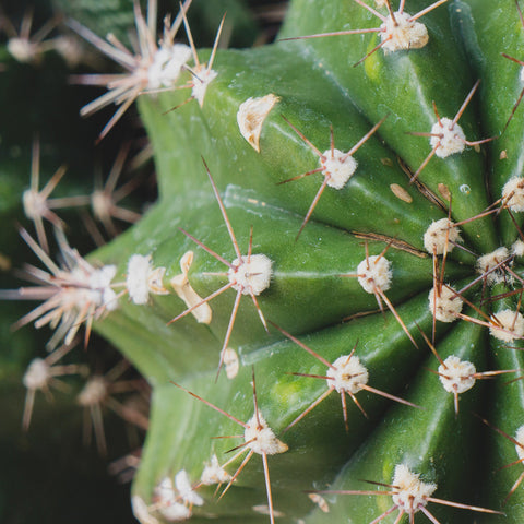 Cactus Fine Art Print - Southwest Home Decor - april bern art & photography
