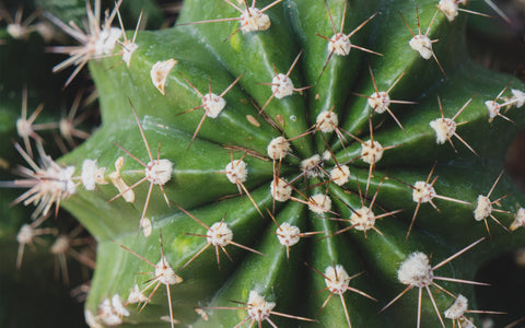 Cactus Fine Art Print - Southwest Home Decor - april bern art & photography