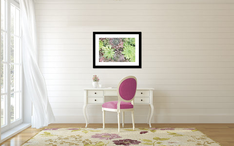 Succulent Photography, Hen and Chicks Succulent Art Print - april bern art & photography