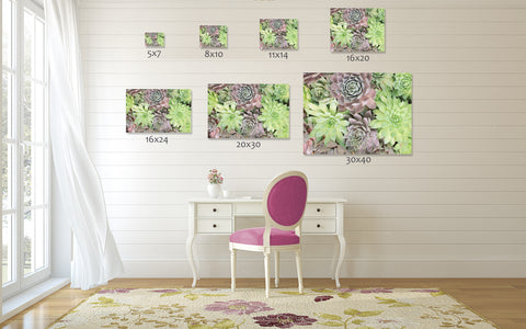 Succulent Photography, Hen and Chicks Succulent Art Print - april bern art & photography