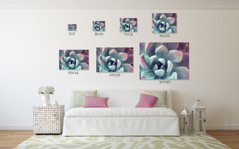 Succulent Fine Art Photography - april bern art & photography