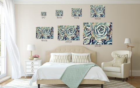Succulent Photograph, Succulent Wall Decor - april bern art & photography