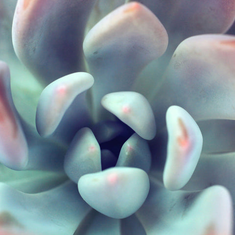 Succulent Fine Art Photography - april bern art & photography