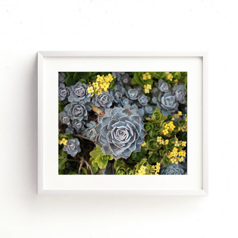 Digital Download - Succulent Garden - april bern art & photography