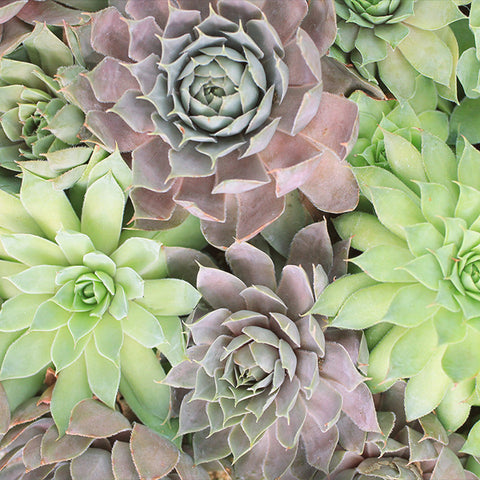 Succulent Photography, Hen and Chicks Succulent Art Print