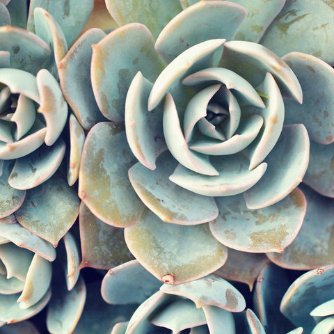 Succulent Photograph, Succulent Wall Decor - april bern art & photography