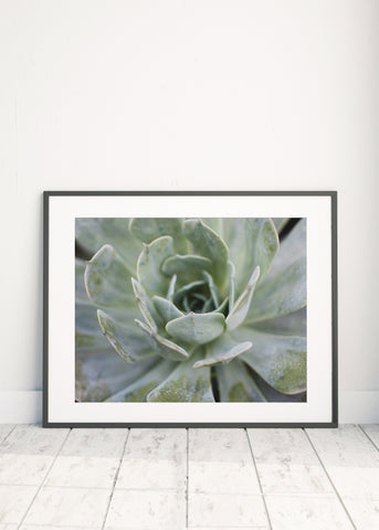Instant Download - Pastel Succulent Printable Art - april bern photography