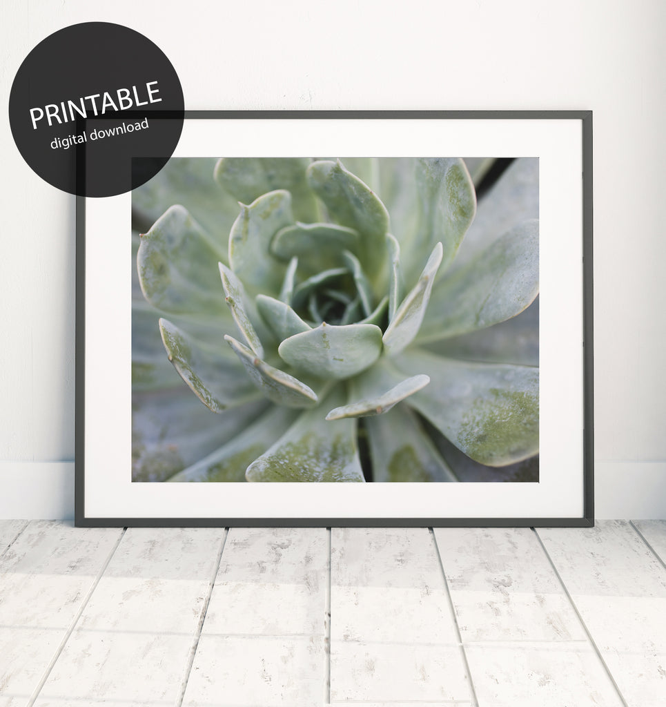 Instant Download - Pastel Succulent Printable Art - april bern photography