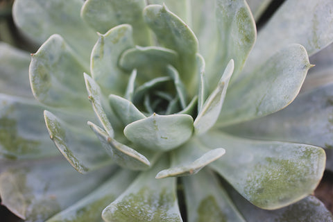 Instant Download - Pastel Succulent Printable Art - april bern photography