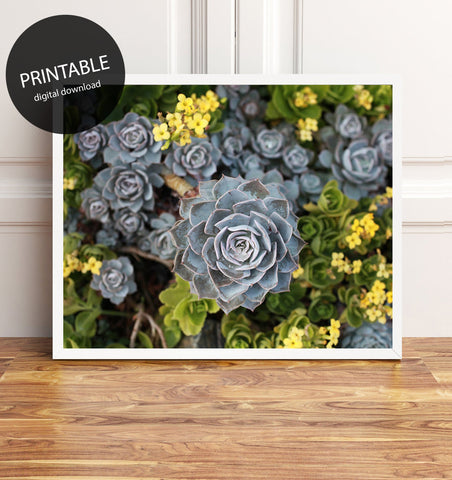 Digital Download - Succulent Garden