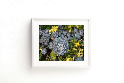 Digital Download - Succulent Garden - april bern art & photography