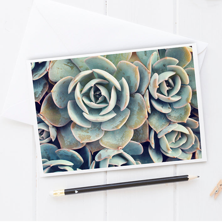 Succulent Card, Blank Notecard Card - april bern art & photography
